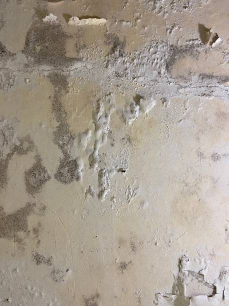 Best Residential Mold Remediation in Mayo, SC
